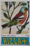 Pinson des arbres Vink RIZLA +.