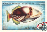 Rhinecanthus Aculeatus