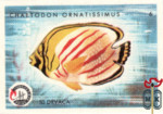 Chaetodon Ornatissimus