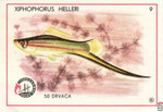 Xiphophorus helleri