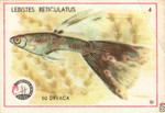 Lebistes reticulatus