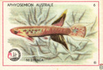 Aphyosemion australe