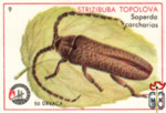 Strizibuba Topolova (Saperda carcharias)