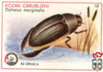 Kozak Obrubljeni (Dytiscus marginalis)