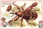 Kruskova Pipa (Anthonomus pyri)