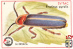 Svitac (Photinus pyralis)