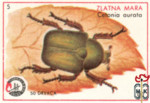 Zlatna Mara (Cetonia aurata)