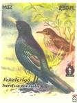 Fereterigo (Turdus merula) Чёрный дрозд