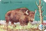 Bison bonasus