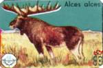 Alces alces (Лось)