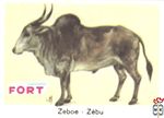 Zeboe - Zebu FORT chromos