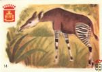 Okapi VIVO