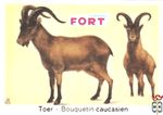 Toer - Bouquetin caucasien FORT chromos