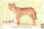 Dingo of warrigal - Dingo FORT chromos