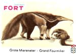 Grote Miereneter - Grand Fourmilier FORT chromos