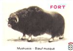 Muskusos - Boeuf musque FORT chromos