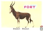 Blesbok - Blesbok FORT chromos