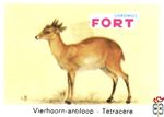 Vierhoorn-antiloop - Tetracere FORT chromos