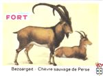 Bezoargeit - Chevre sauvage de Perse FORT chromos