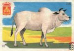 Zebu VIVO