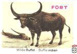 Wilde Buffel - Buffle indien FORT chromos