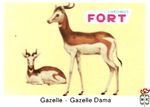 Gazelle - Gazelle Dama FORT chromos