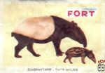 Sjabraktapir - Tapir malais FORT chromos