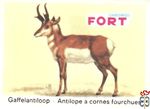 Gaffelantiloop - Antilope a cornes fourchues FORT chromos