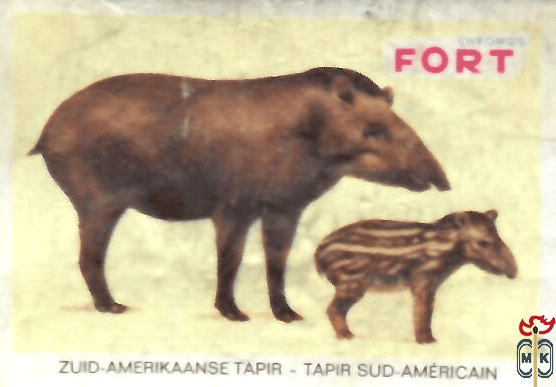 Zuid-Amerikaanse tapir - Tapir sud-Americaan FORT chromos