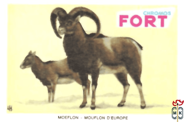 Moeflon - Mouflon d'europe FORT chromos