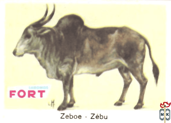 Zeboe - Zebu FORT chromos