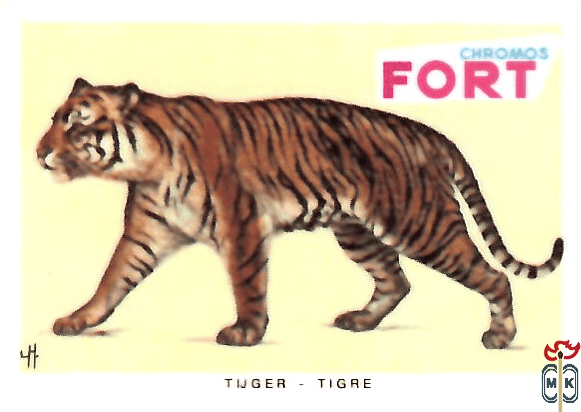 Tijger - Tigre FORT chromos