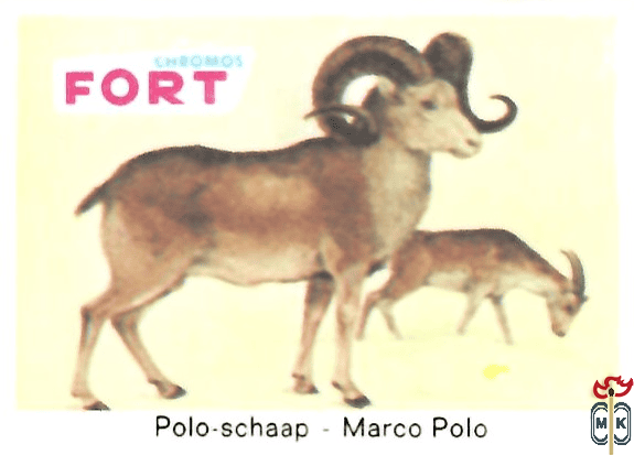 Polo-schaap - Marco Polo FORT chromos