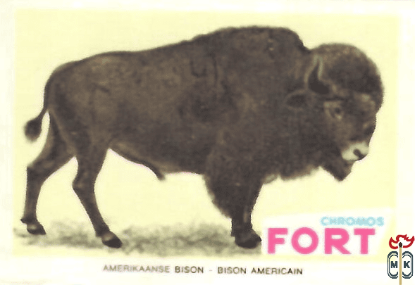 Amerikaanse bison - Bison americain FORT chromos