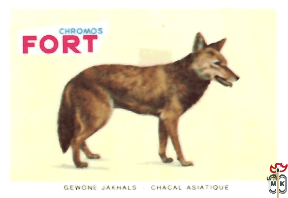 Gewone jakhals - Chakal asiatique FORT chromos