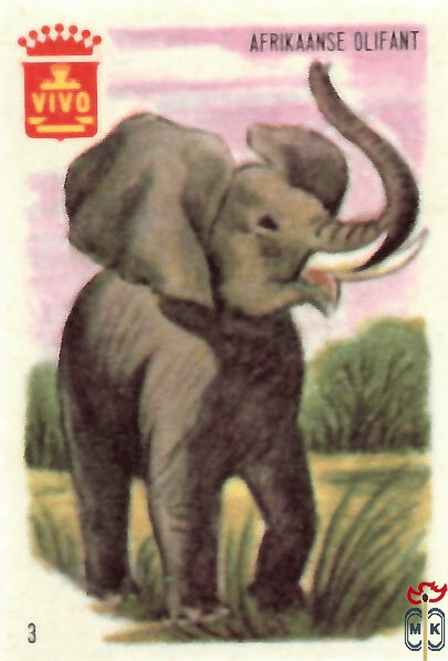 Afrikaanse olifant VIVO