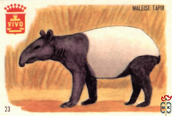 Maleise Tapir VIVO