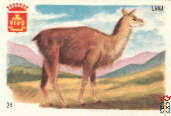 Lama VIVO