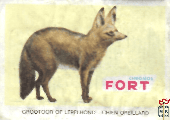 Grootoor of lepelhond - Chien oreillard FORT chromos