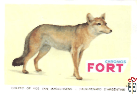 Colpeo of vos van magelhaens - Faux renard  d'Argentine FORT chrom