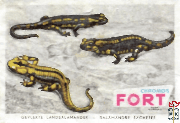 Gevlekte landsalamander Salamandre tachetee FORT chromos