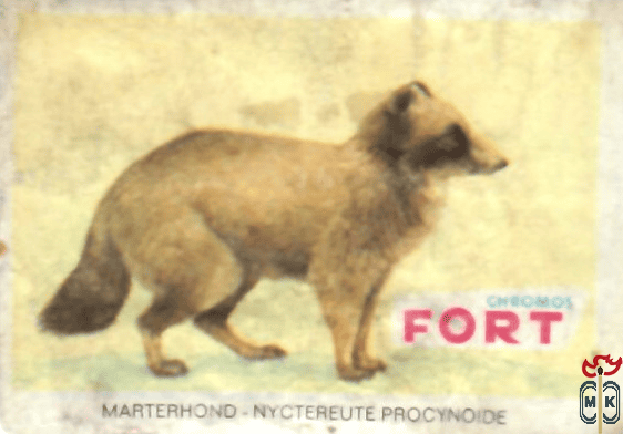 Maqrterhond - Nyctereute procynoide FORT chromos