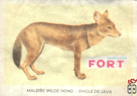 Maleise wilde hond - Dhole de java FORT chromos