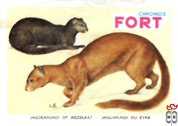 Jagoerondi of wezelkat - Jaguarundi du eyra FORT chromos