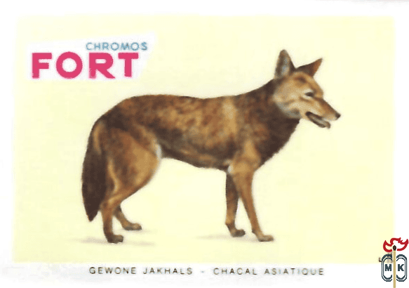 Gewone jakhals - Chacal asiatique FORT chromos