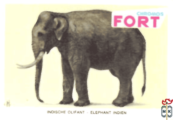 Indische olifant Elephant indien FORT chromos