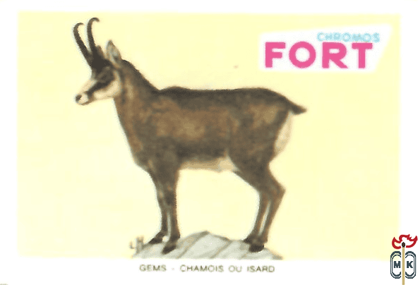 Gems - Chamois ou isard FORT chromos