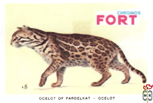 Ocelot of pardelkat - Ocelot FORT chromos