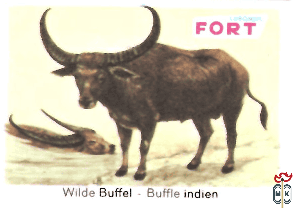 Wilde Buffel - Buffle indien FORT chromos