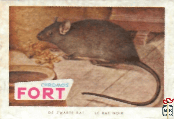 De zwarte rat Le rat noir FORT chromos